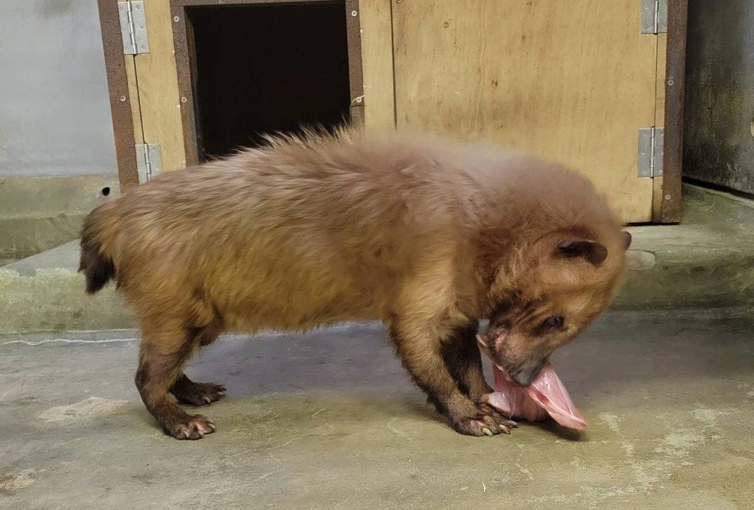 骨付き肉を食べるフキ③