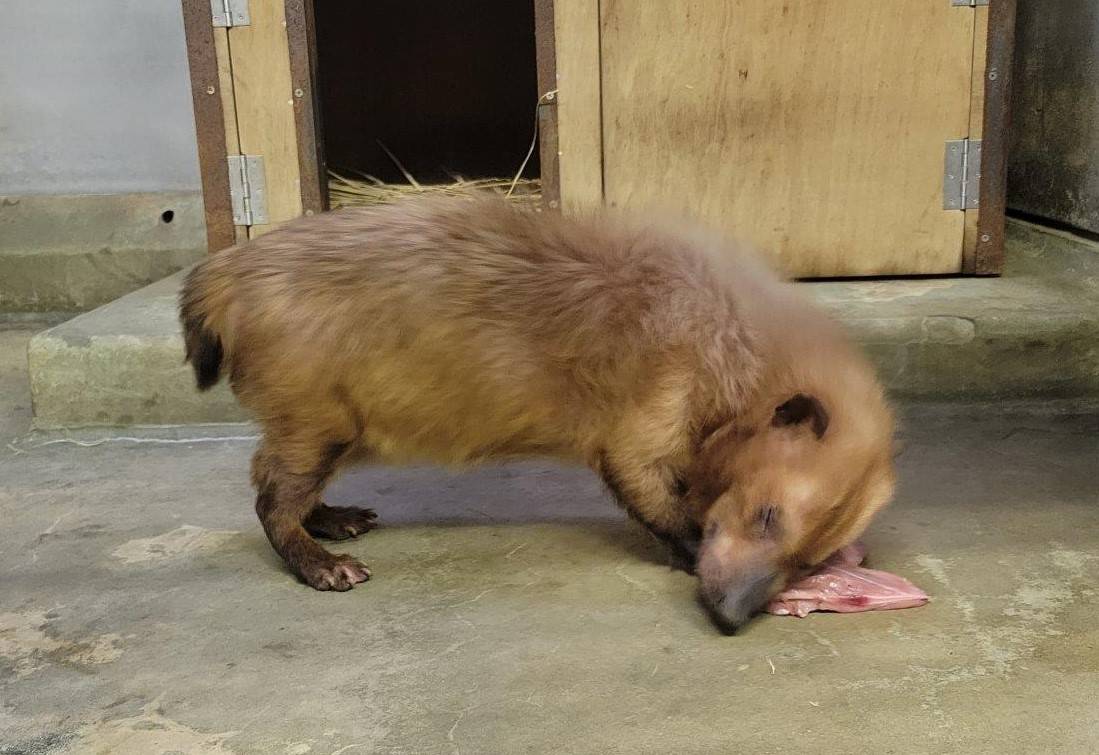 骨付き肉を食べるフキ④