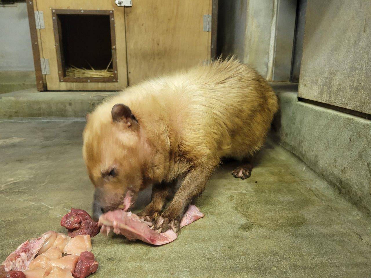 骨付き肉を食べるフキ⑤