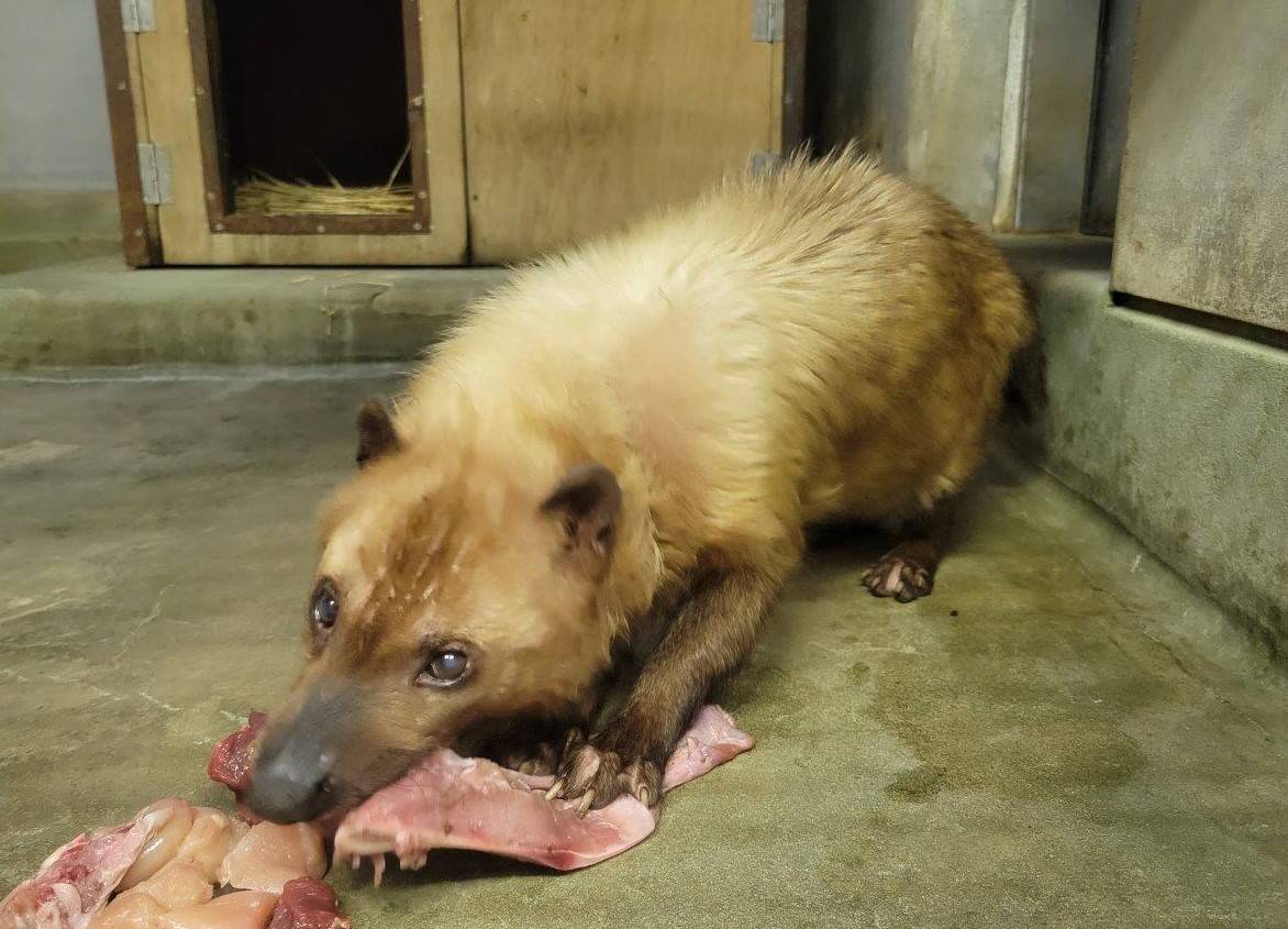 骨付き肉を食べるフキ⑥