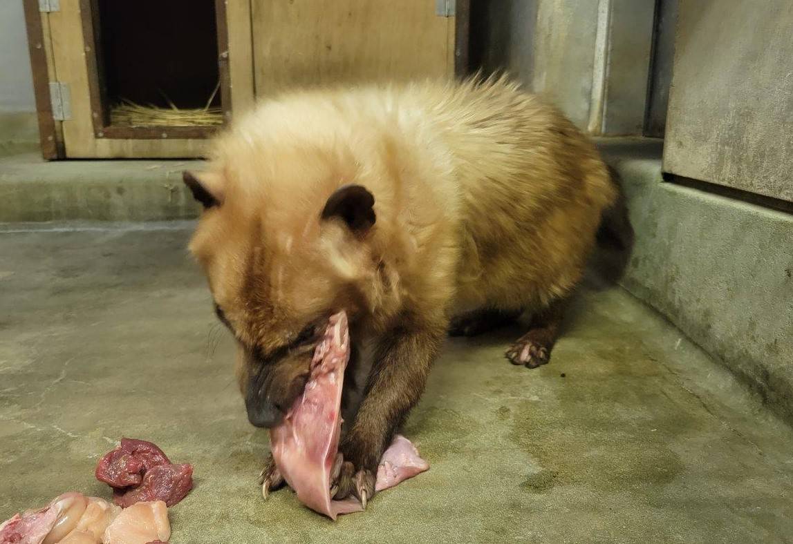 骨付き肉を食べるフキ⑦