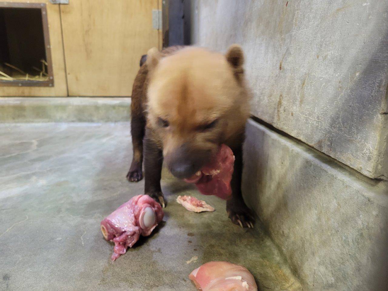 大きめの馬肉を食べるスマイラー①