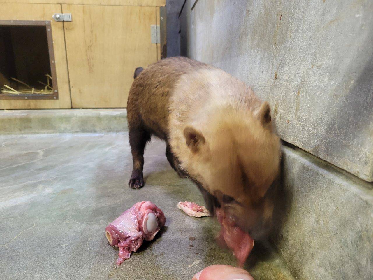 大きめの馬肉を食べるスマイラー②
