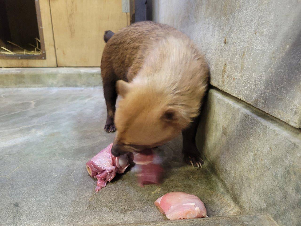 大きめの馬肉を食べるスマイラー③