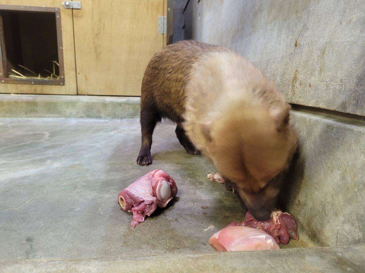 大きめの馬肉を食べるスマイラー④
