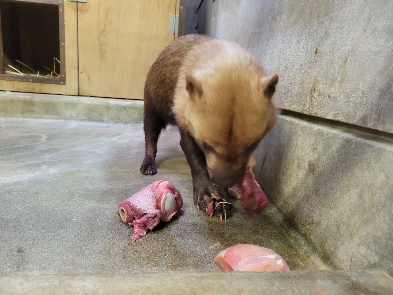 大きめの馬肉を食べるスマイラー⑤