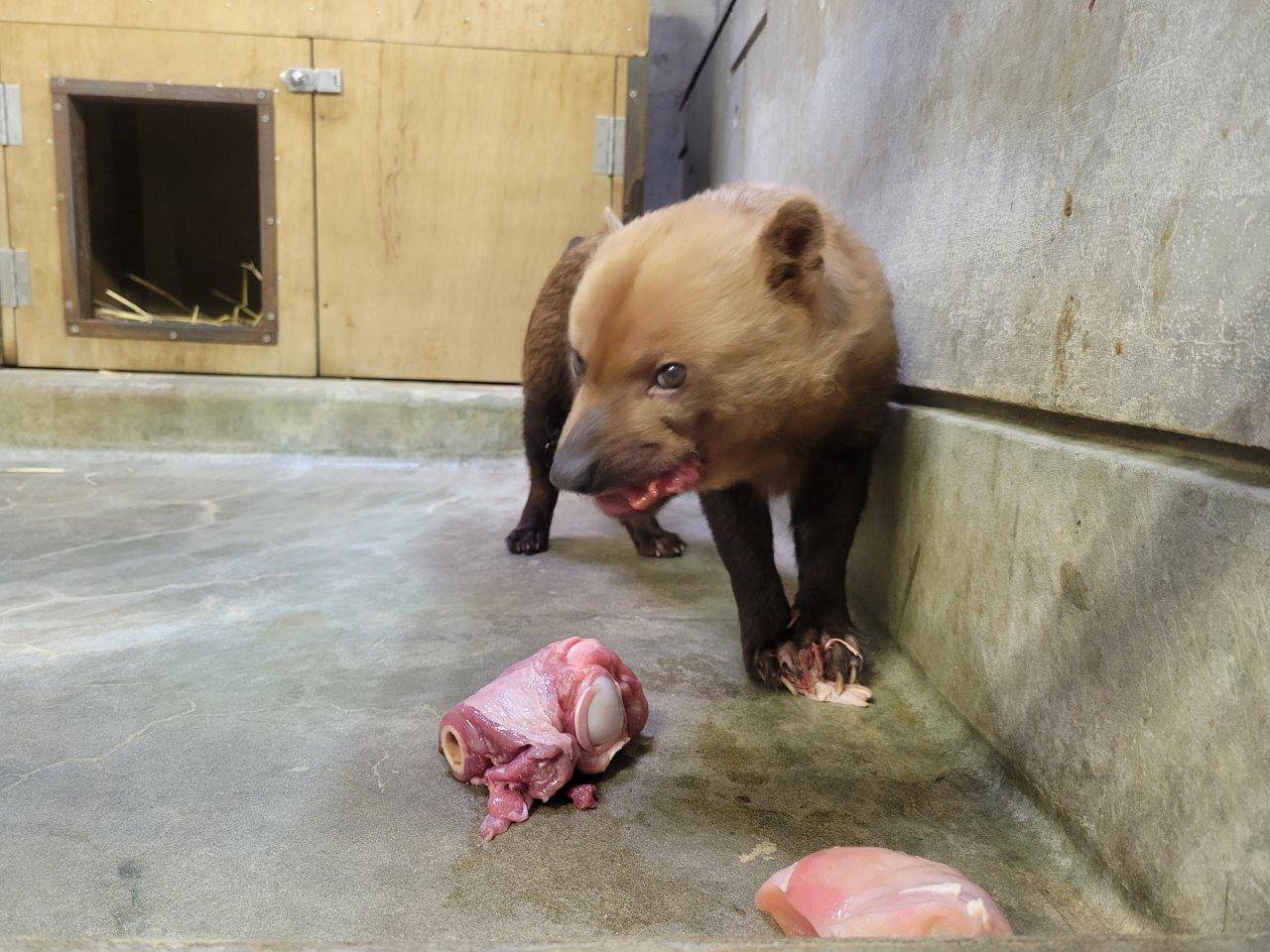 大きめの馬肉を食べるスマイラー⑥
