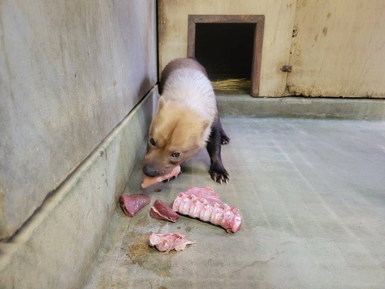 大きな鶏肉にかぶりつくパパマル