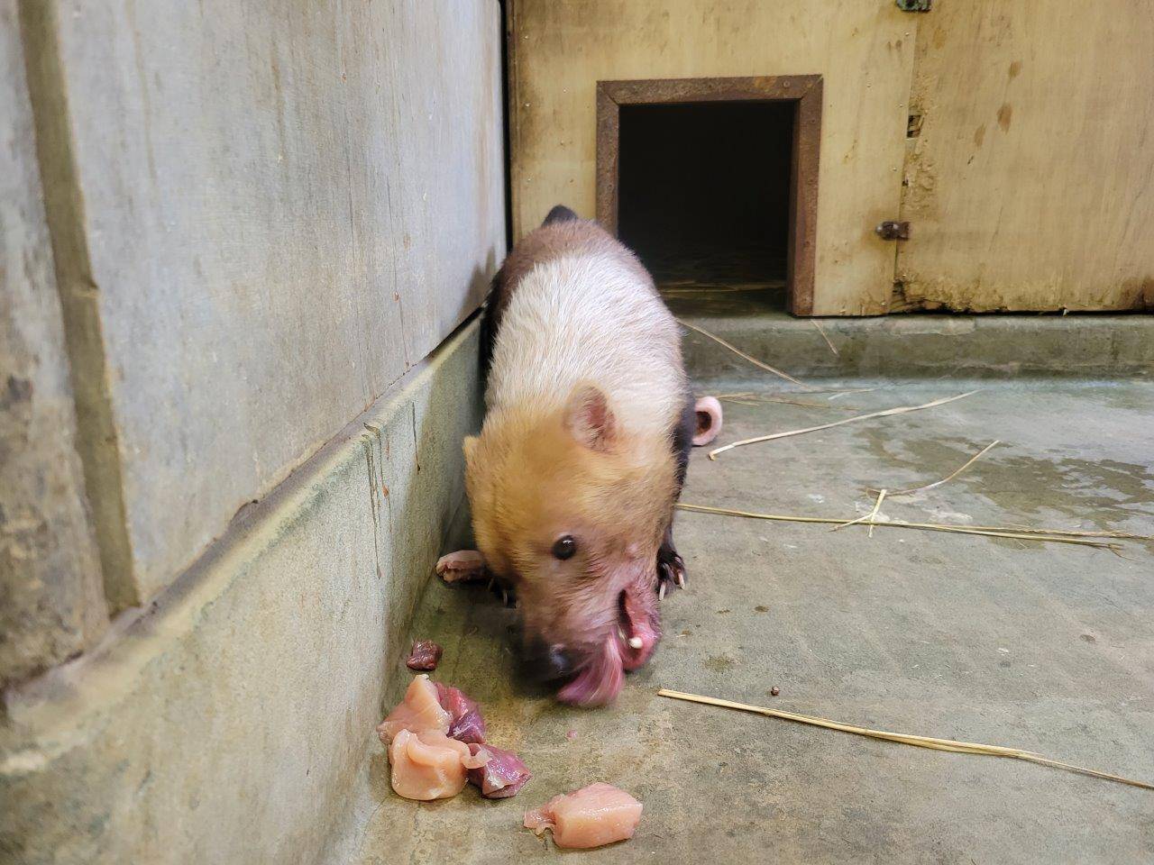 採餌中のパパマル①