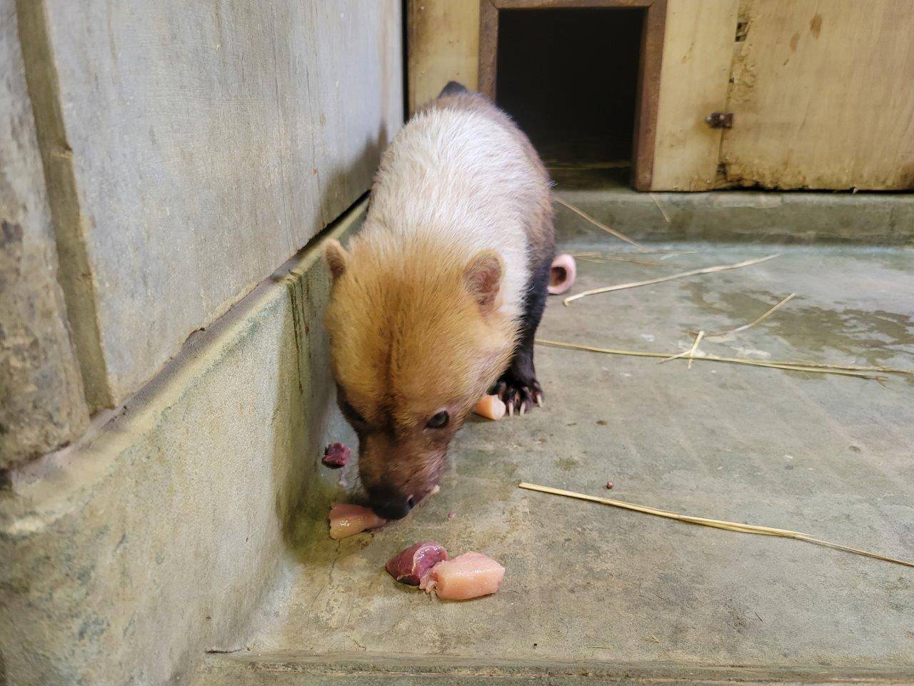 採餌中のパパマル②