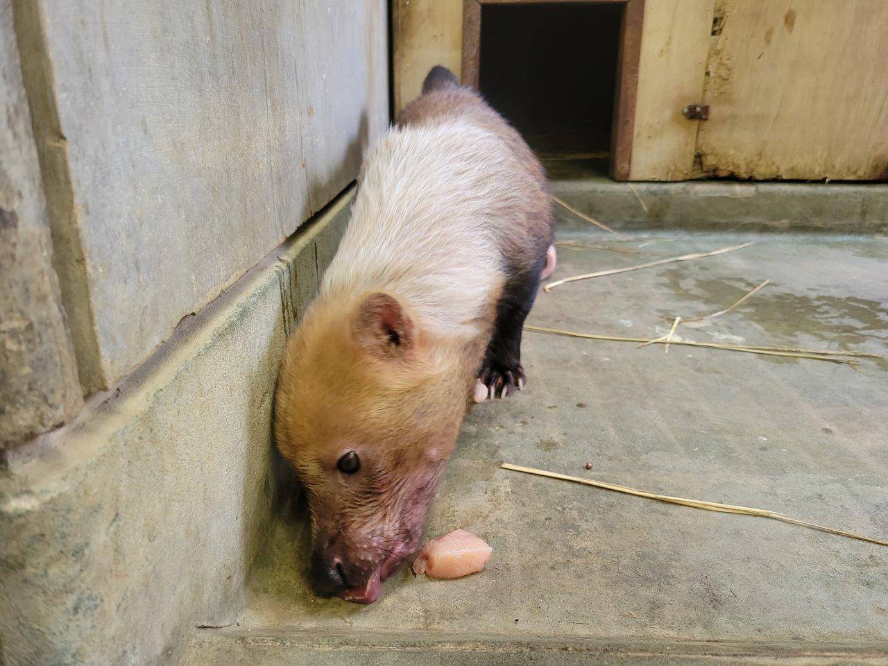採餌中のパパマル③