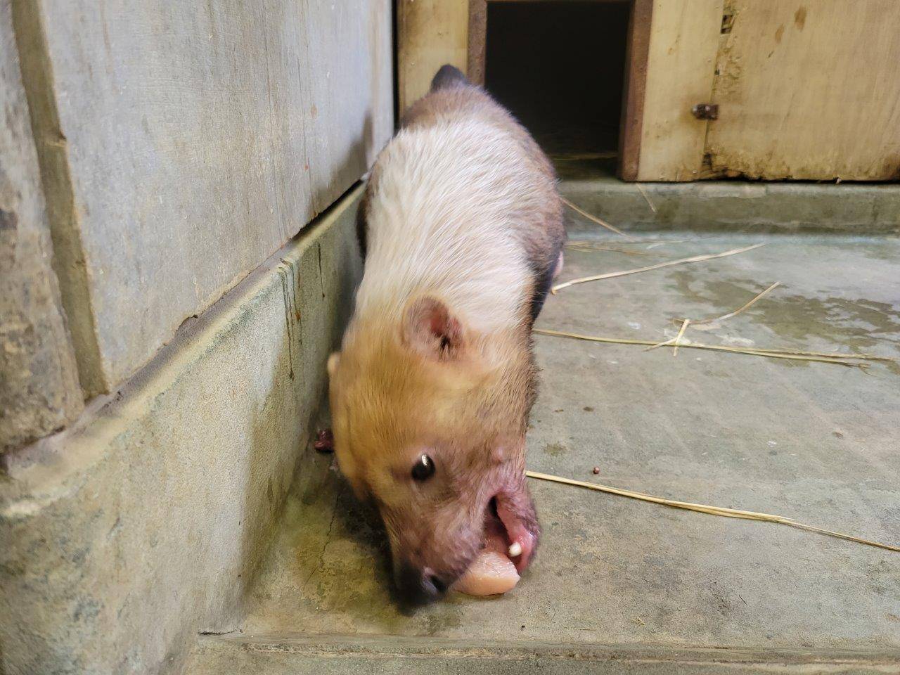 採餌中のパパマル④