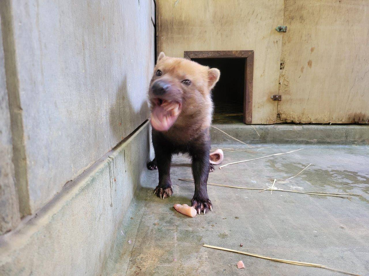 採餌中のパパマル⑤