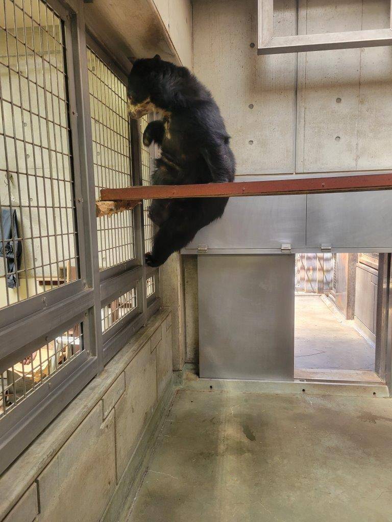 フェンスを利用して下に降りる美雨③