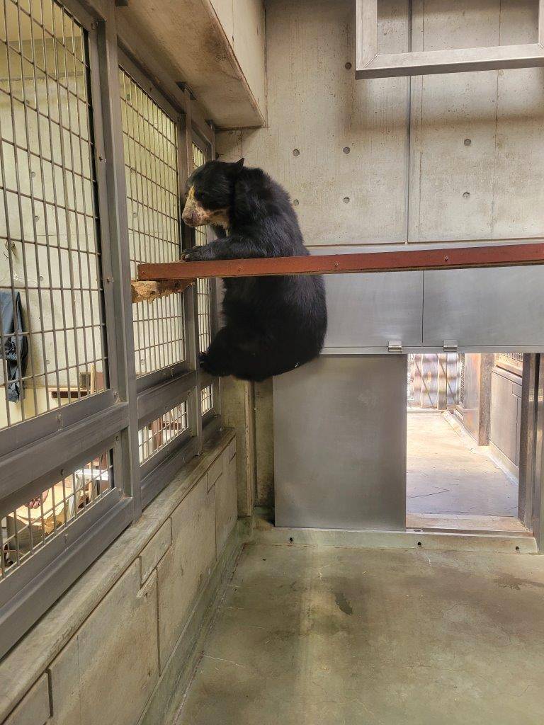 フェンスを利用して下に降りる美雨④