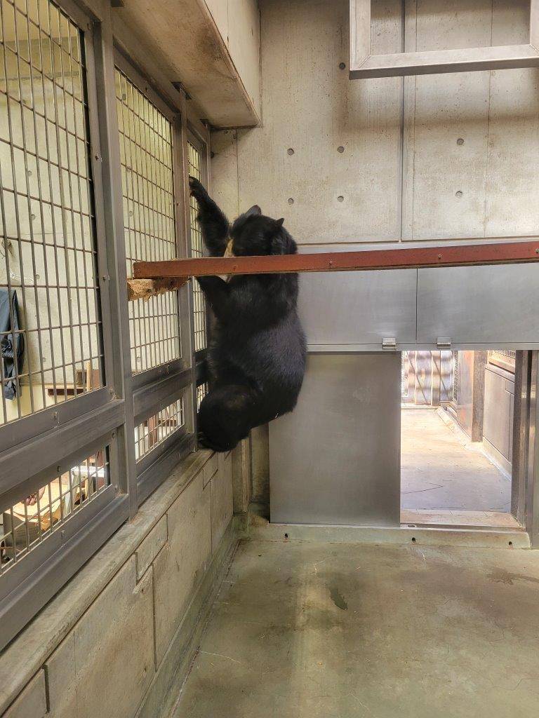 フェンスを利用して下に降りる美雨⑤