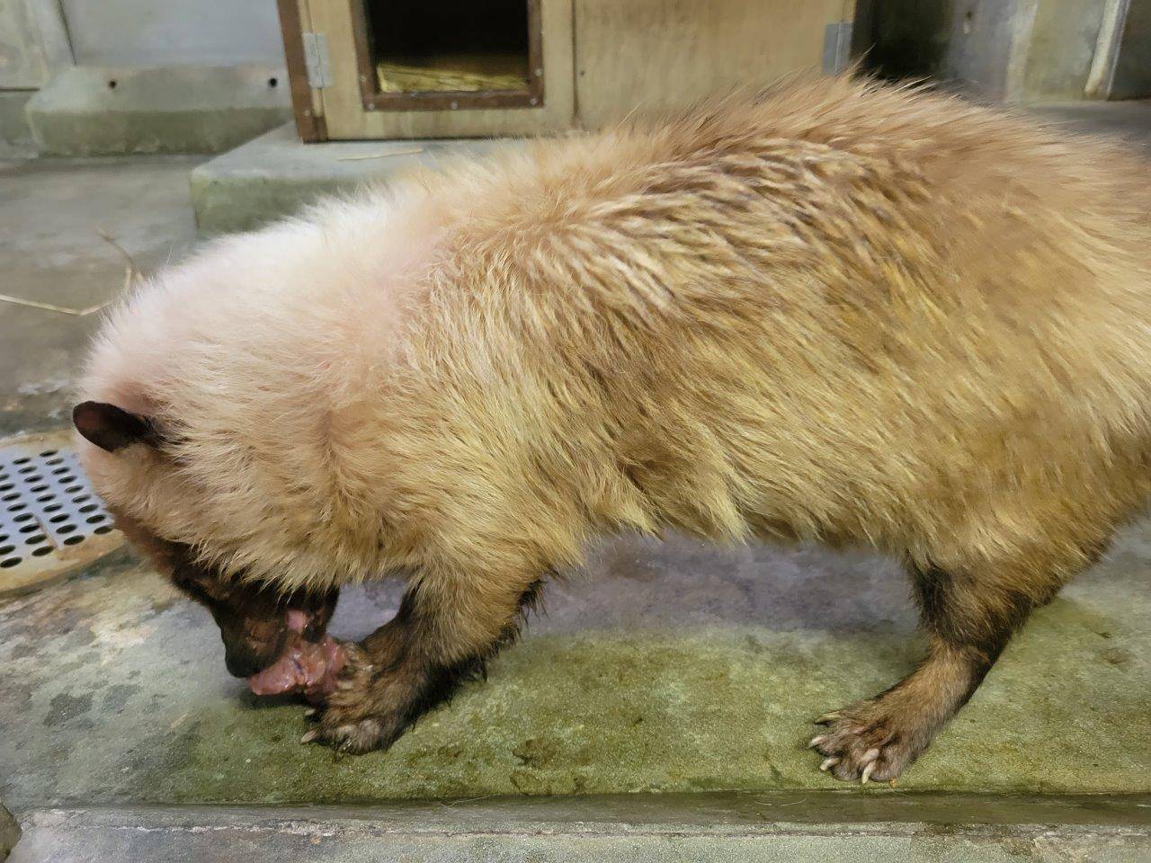 試行錯誤継続中・・・④|飼育日誌｜ブログ|よこはま動物園