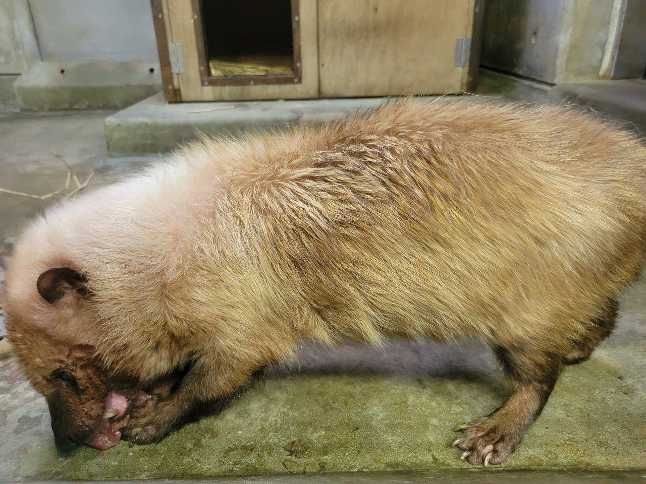 手を加えていない鶏頭を食べるスマイラー②
