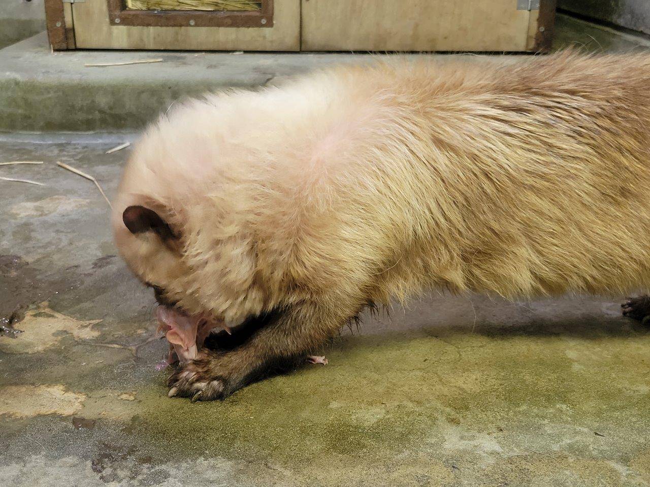 手を加えていない鶏頭を食べるスマイラー③