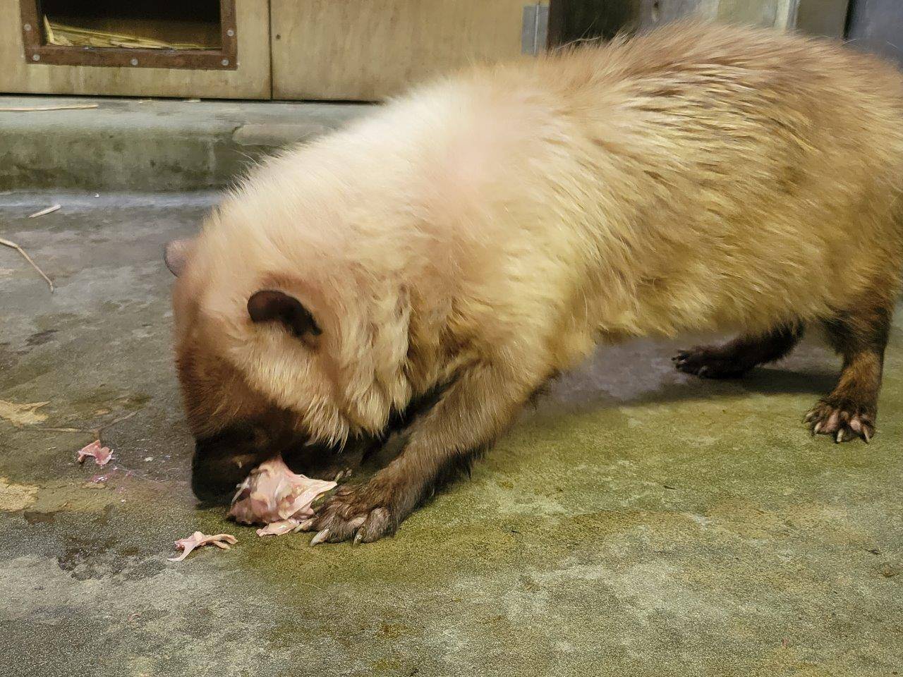 手を加えていない鶏頭を食べるスマイラー④