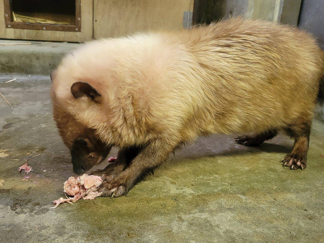 手を加えていない鶏頭を食べるスマイラー⑤