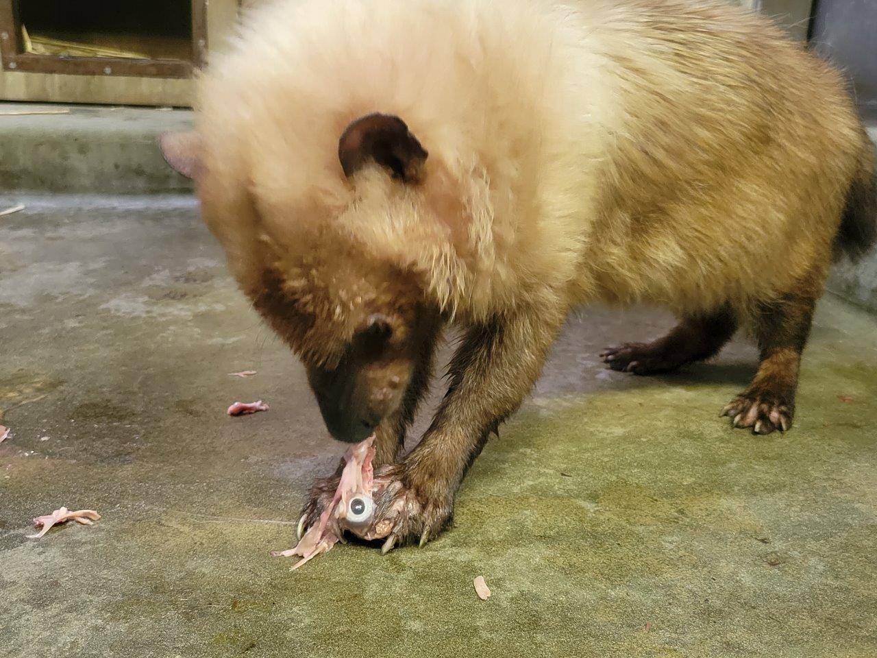 手を加えていない鶏頭を食べるスマイラー⑦