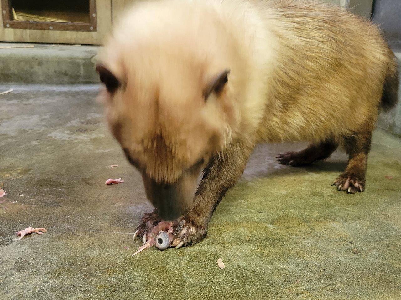 手を加えていない鶏頭を食べるスマイラー⑧