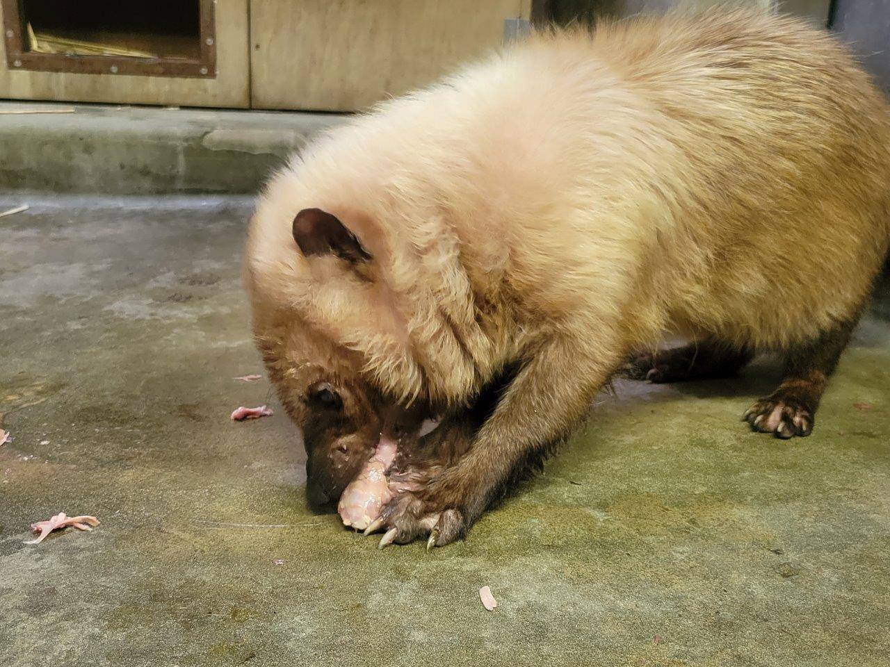 手を加えていない鶏頭を食べるスマイラー⑨