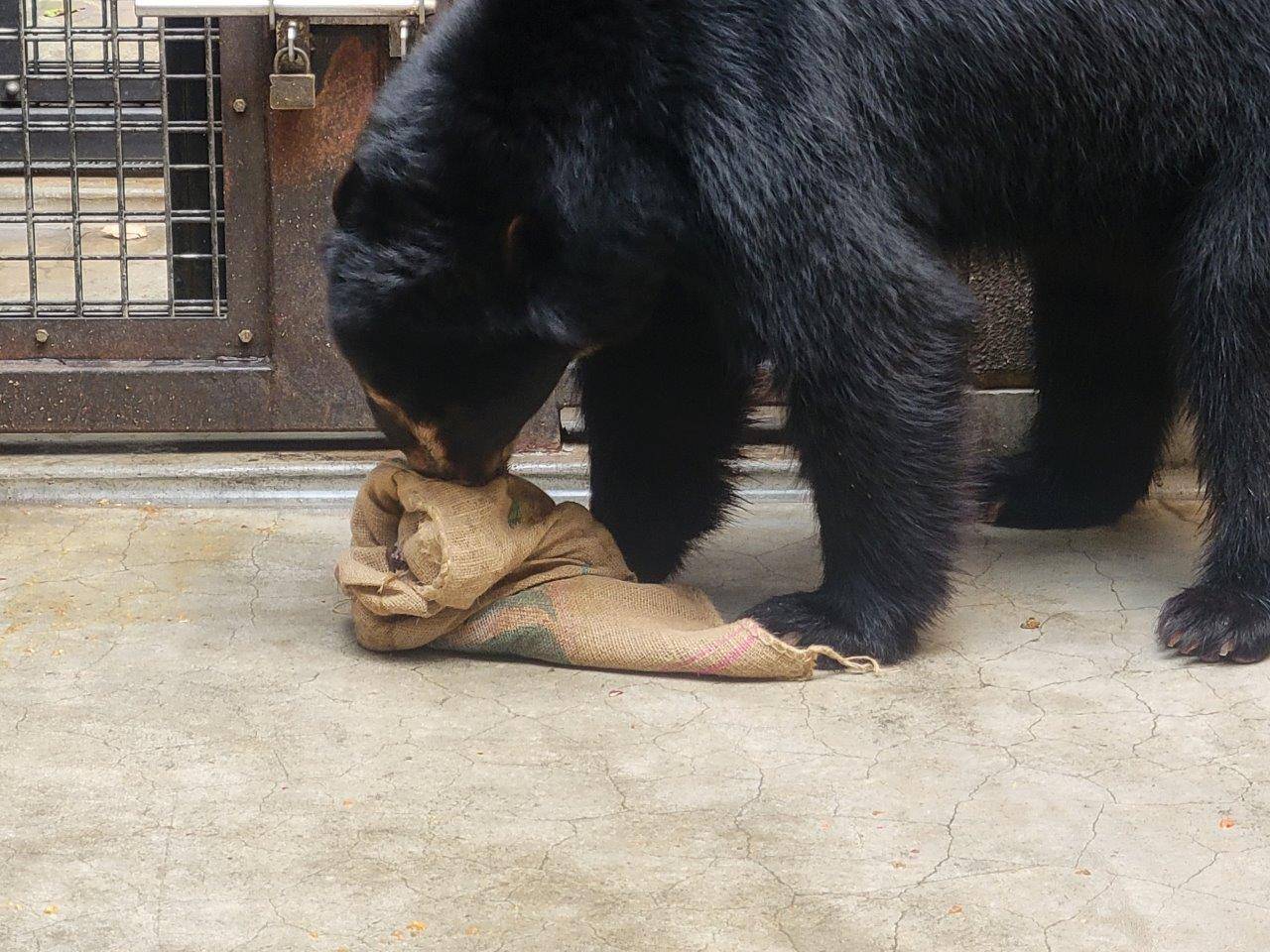ドングロス内から餌を食べようとする雪雄①