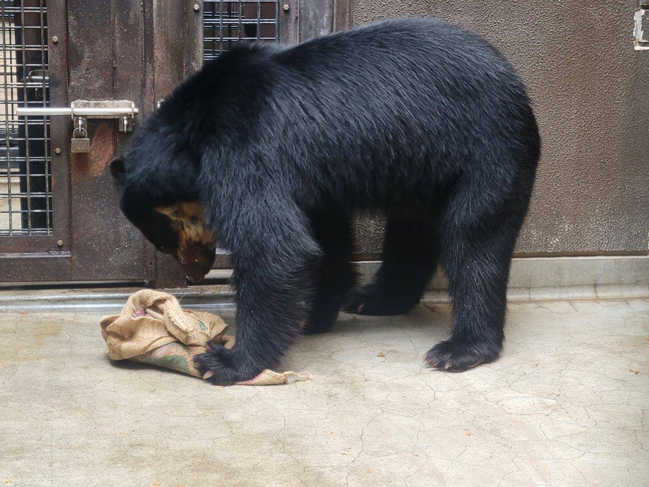ドングロス内から餌を食べようとする雪雄②