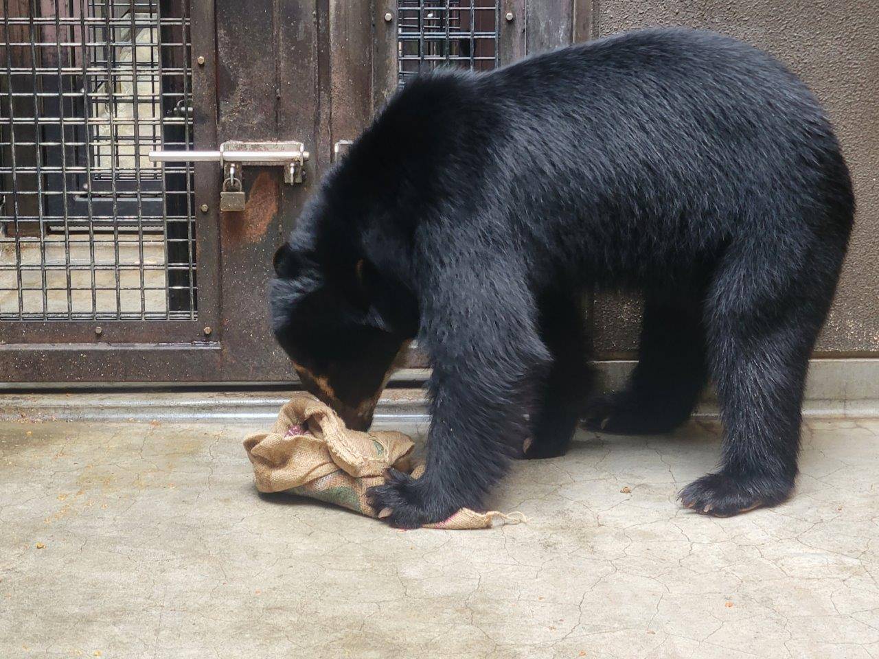 ドングロス内から餌を食べようとする雪雄③