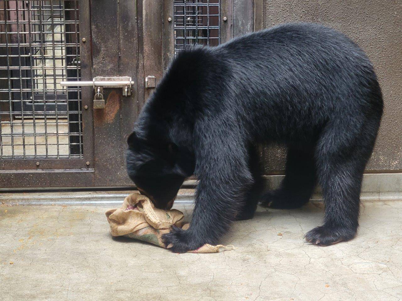 ドングロス内から餌を食べようとする雪雄④