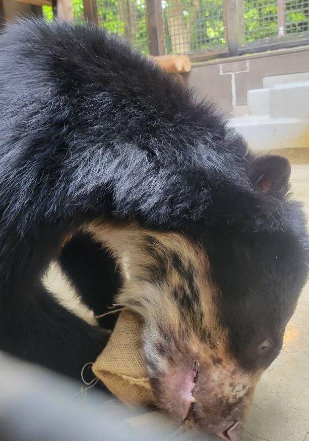 ドングロス越しに餌を食べようとする雪雄