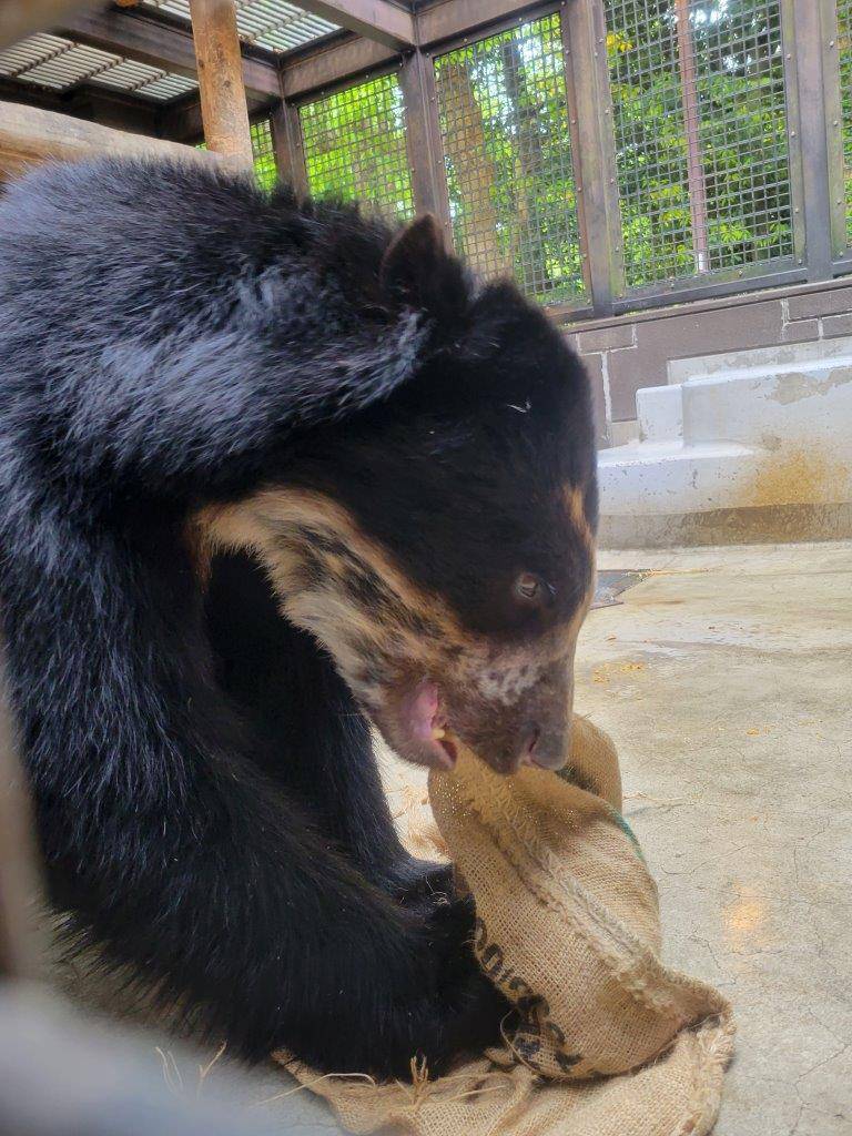 ドングロスに噛みつく雪雄