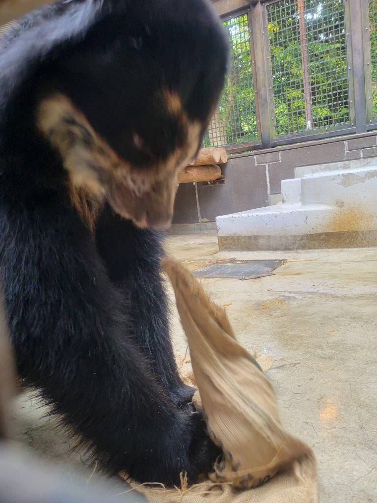 ドングロスを食いちぎろうとする雪雄