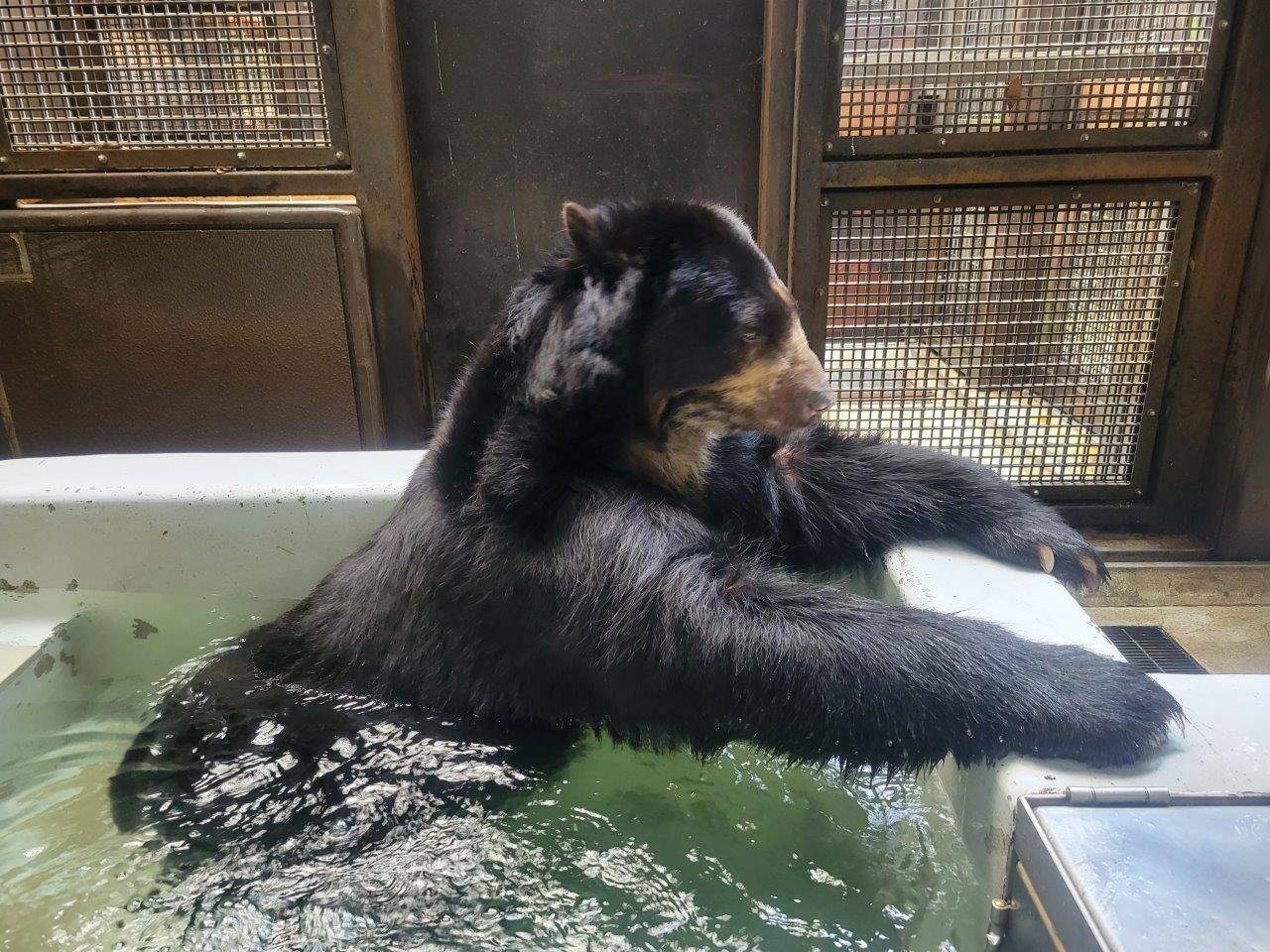 プールに浸かるルイス⑥