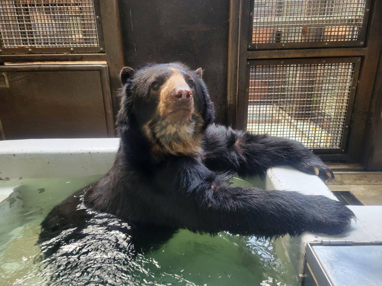 プールに浸かるルイス⑤