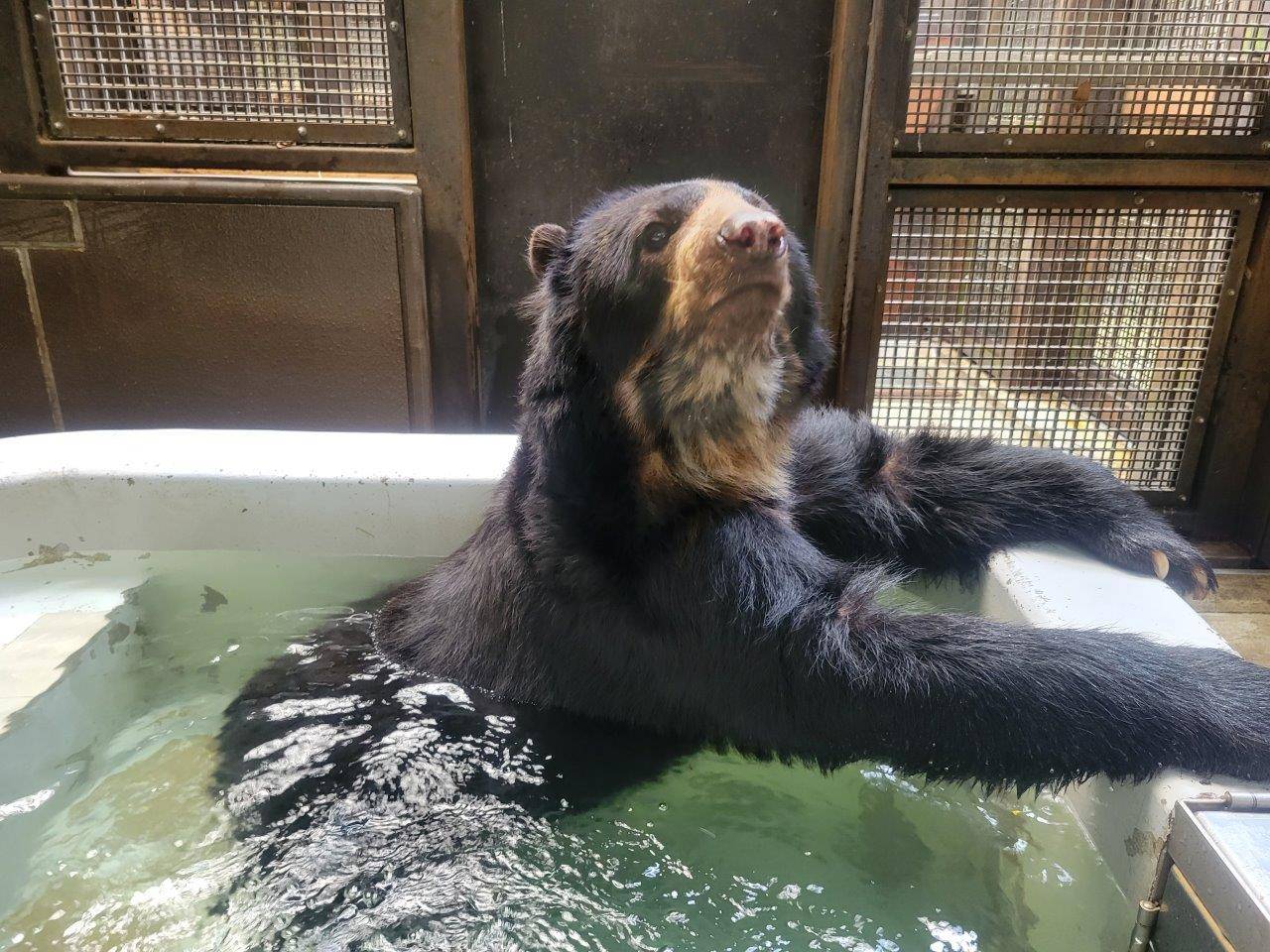 プールに浸かるルイス④