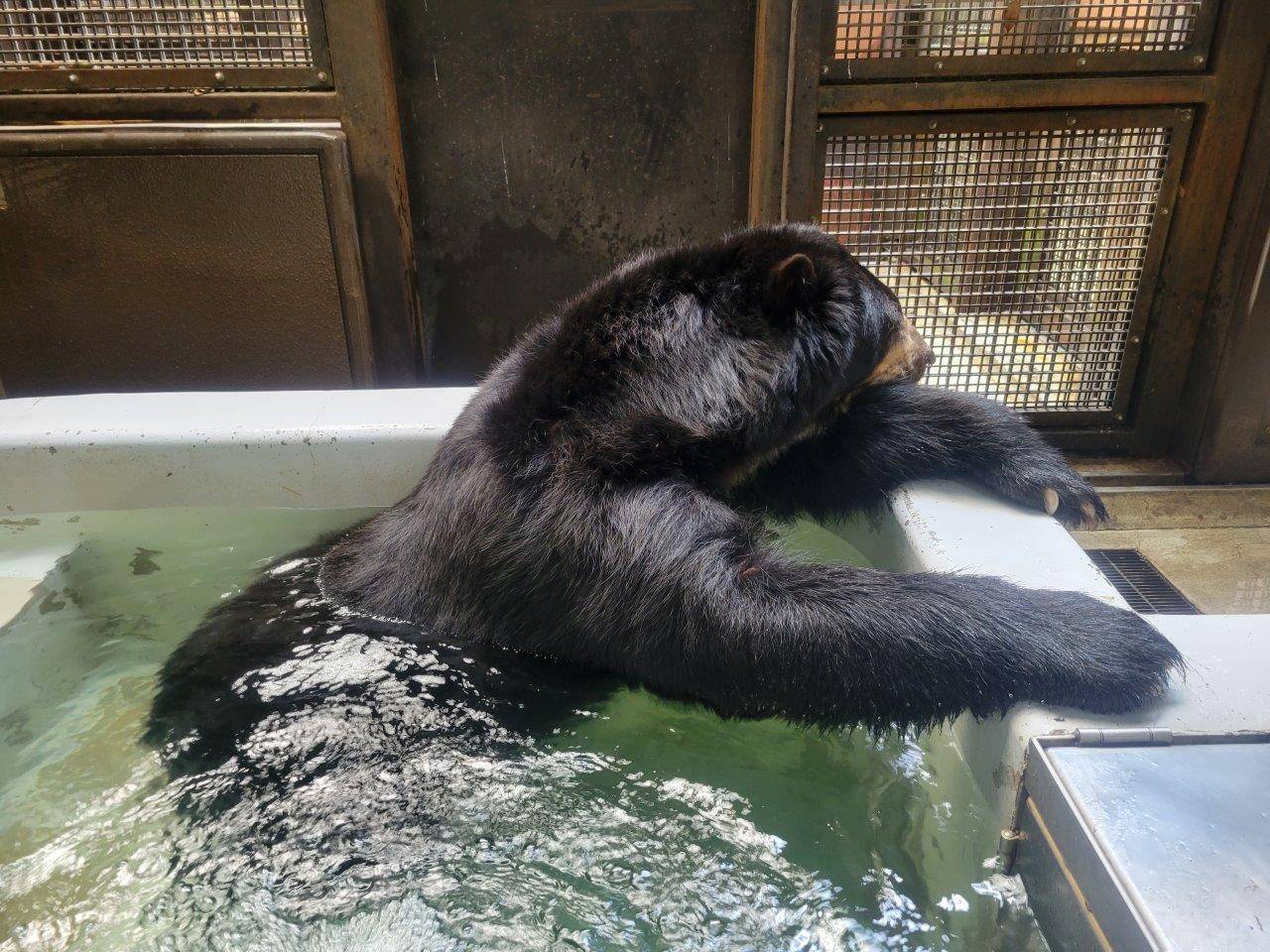 プールに浸かるルイス③