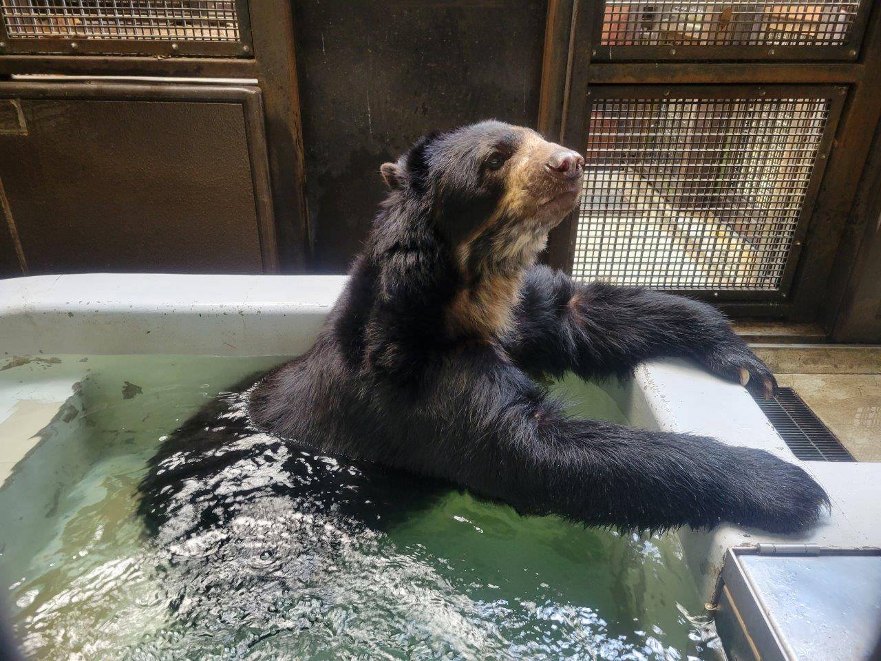 プールに浸かるルイス②