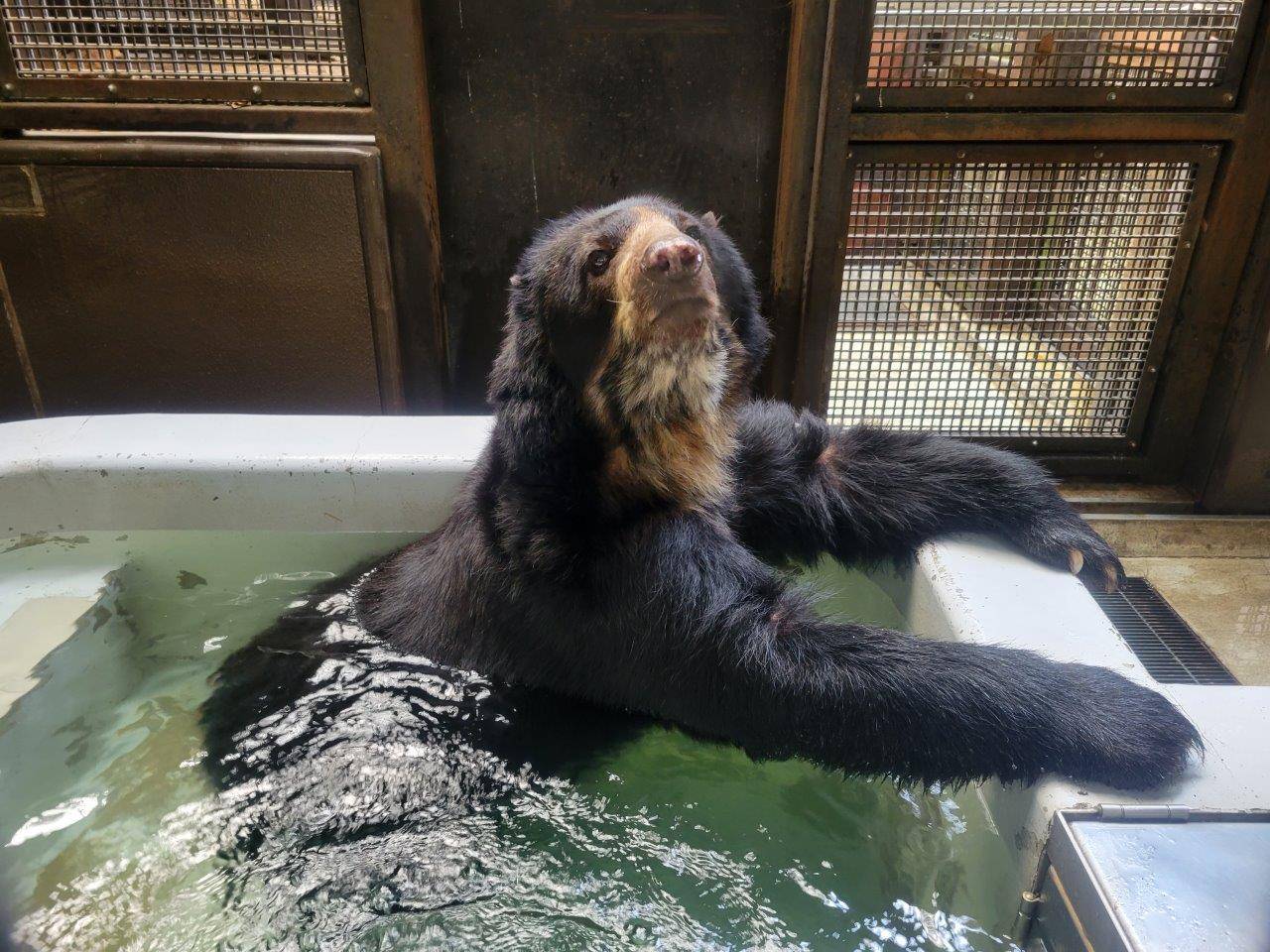 プールに浸かるルイス①