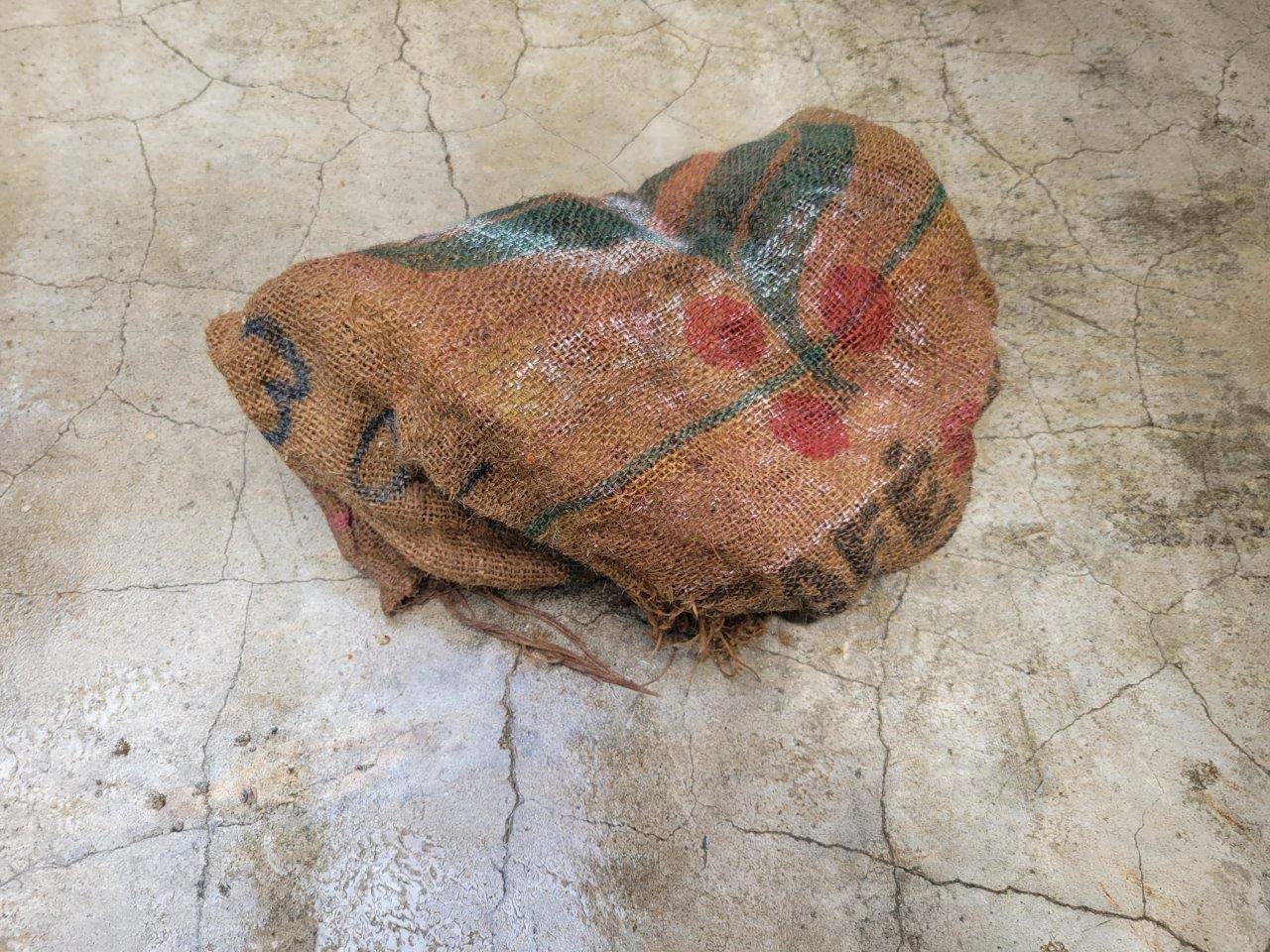 とりあえず、餌は見えないようになったドングロス