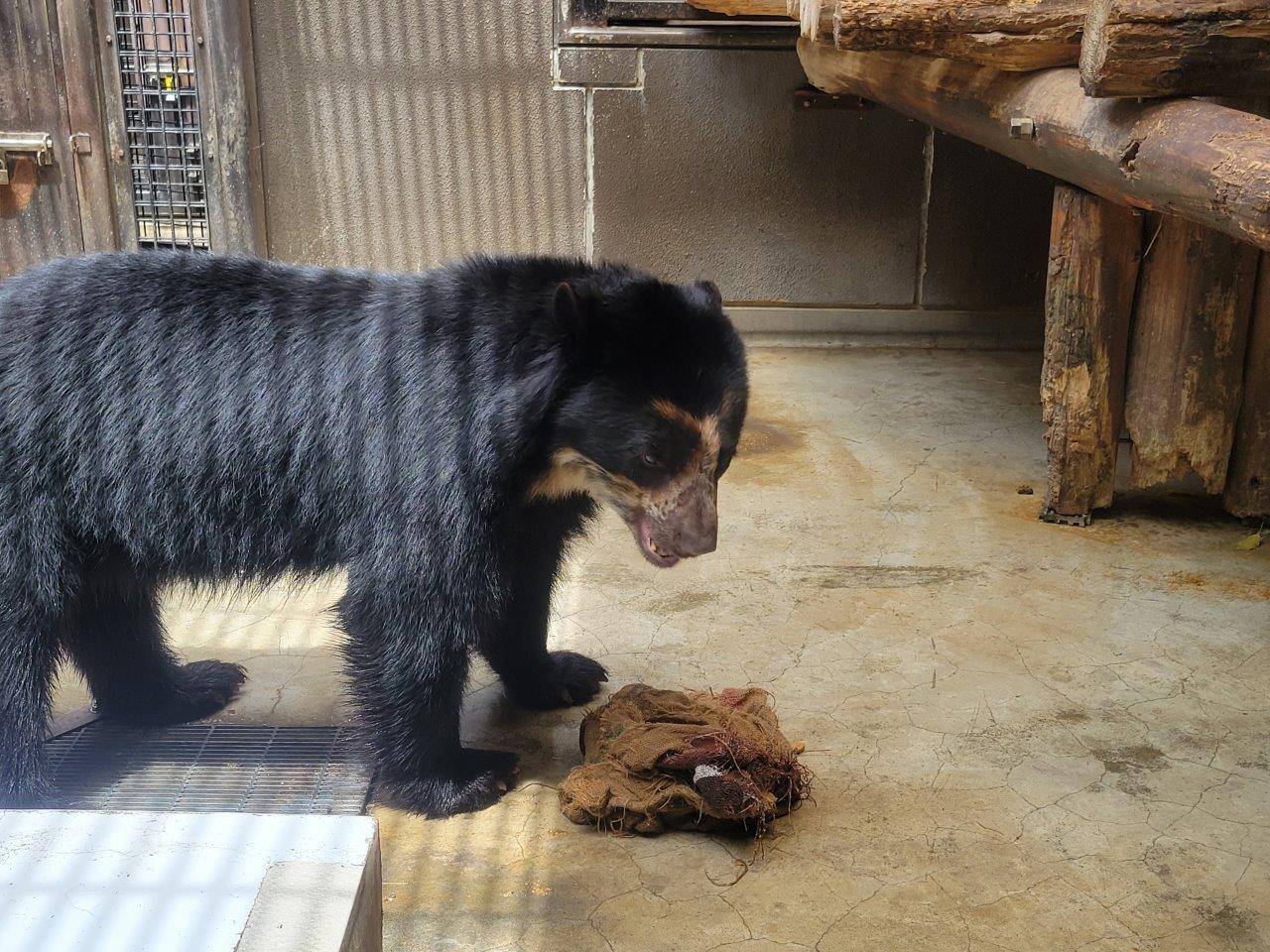 ドングロスを前に思案中の雪雄