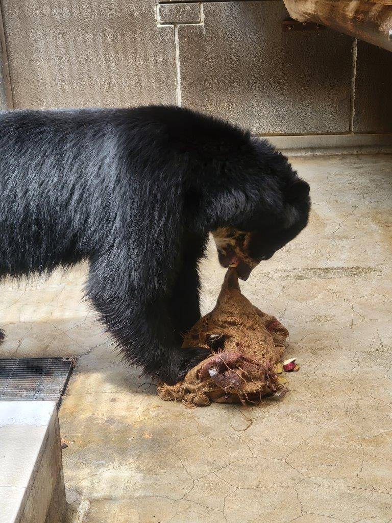 ドングロスを引きちぎろうとする雪雄①