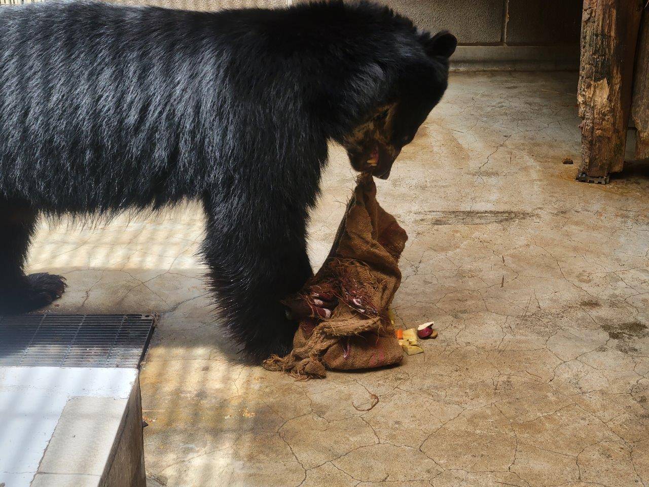 ドングロスを引きちぎろうとする雪雄②