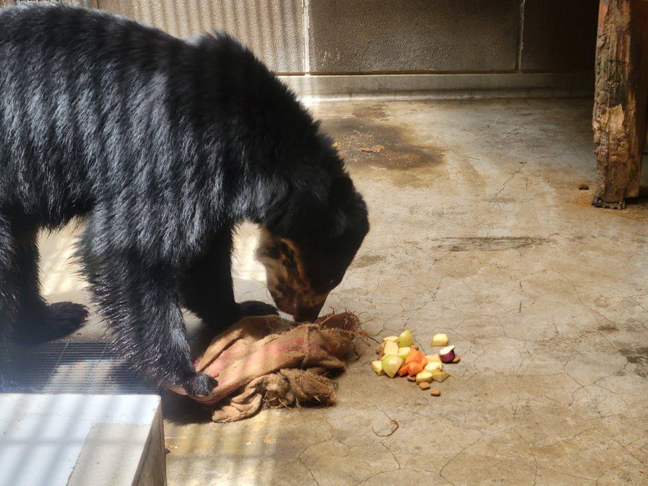 こぼれ出た餌より、ドングロスが気になる様子の雪雄