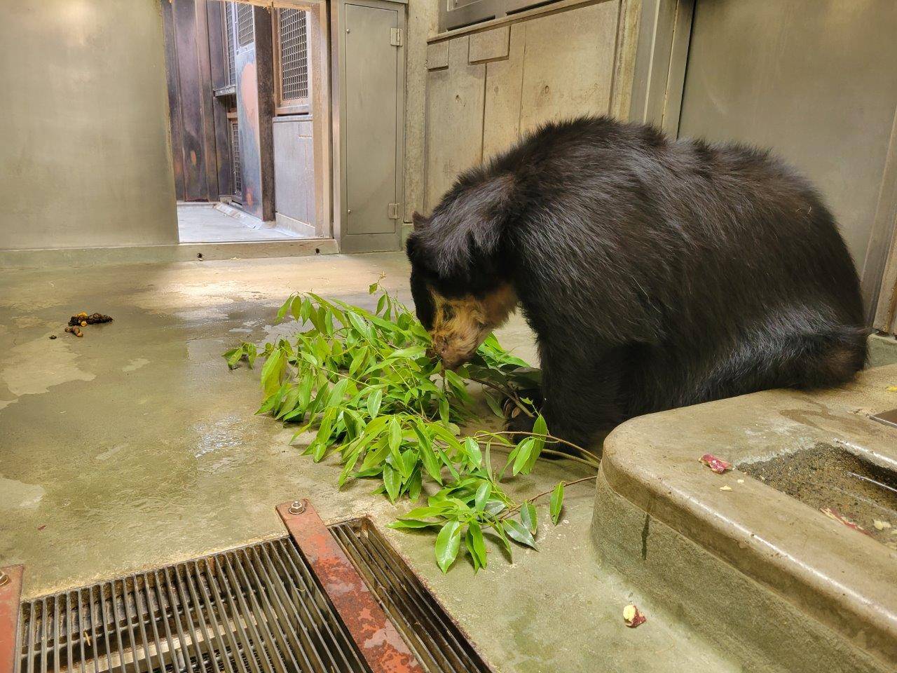 カシの葉を食す美雨①