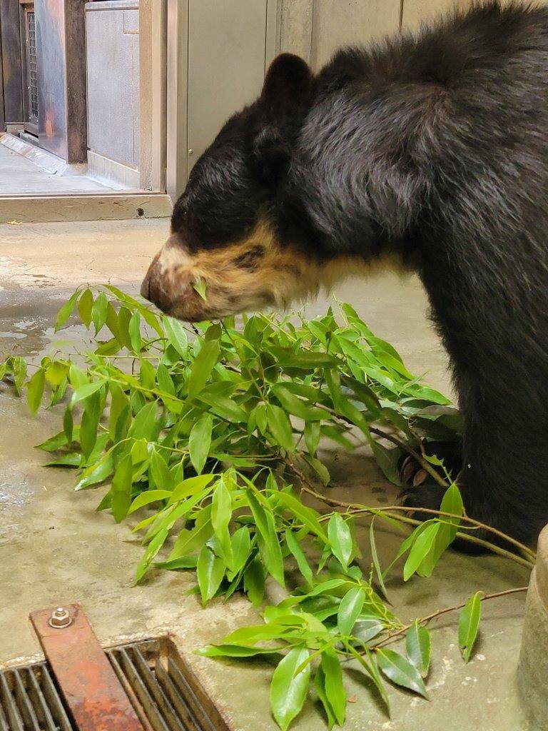 カシの葉を食す美雨③