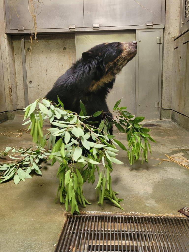 カシの葉を食す美雪①