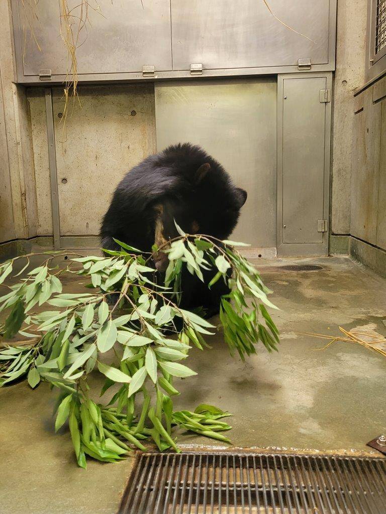 カシの葉を食す美雪②